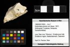 Foto (Objekt + Etiketten) von Eodromites grandis (von Meyer, 1857) 